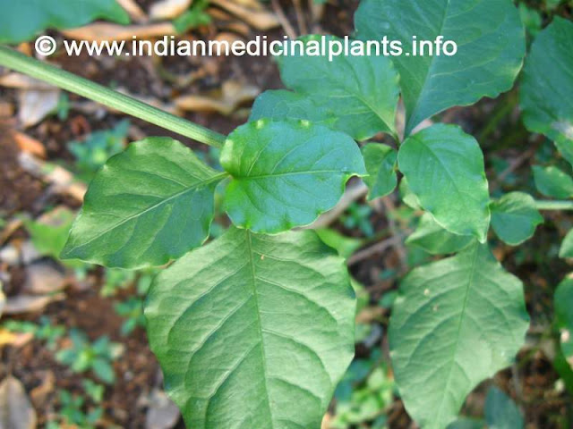 Plumbago zeylanica